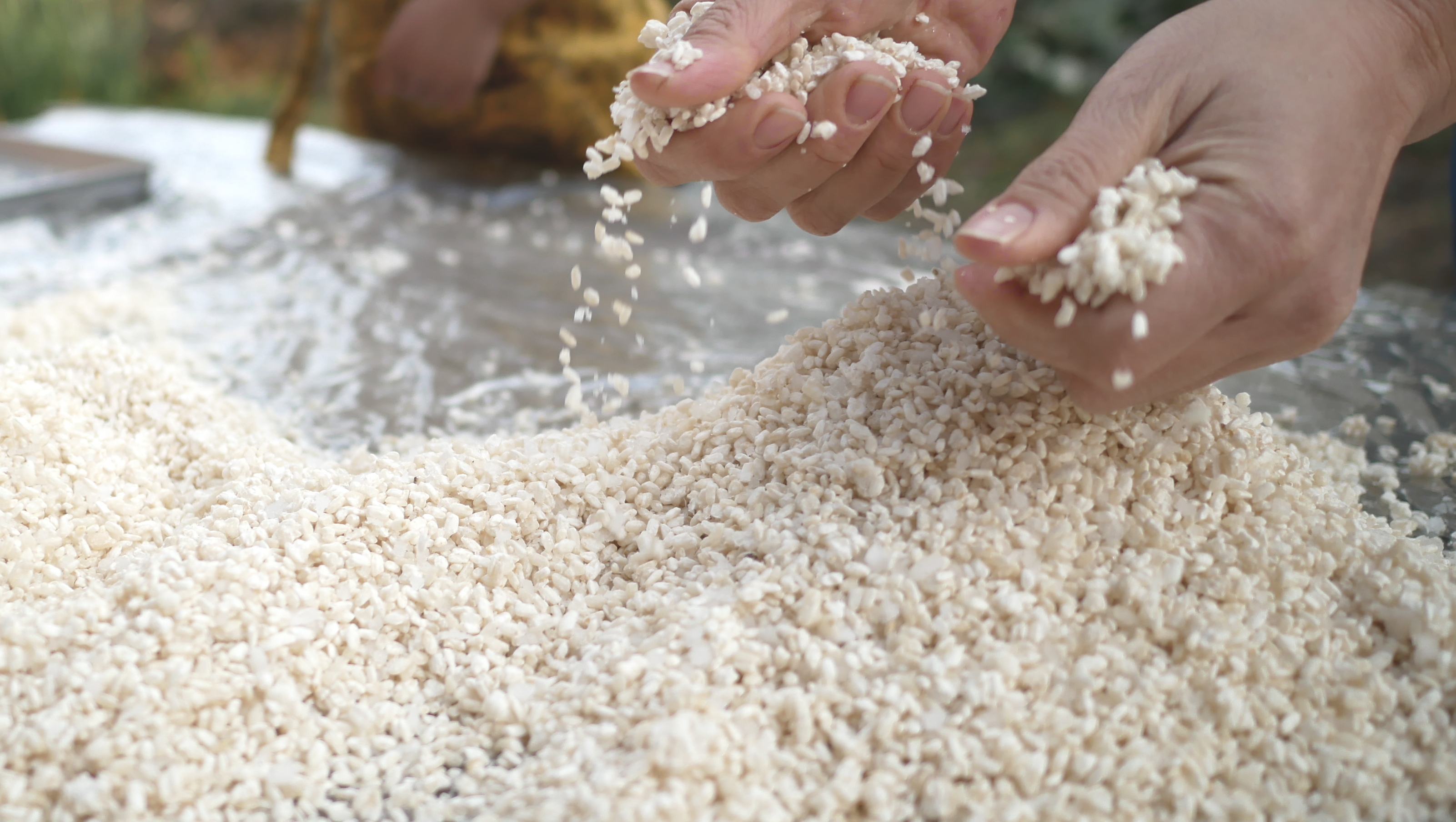【500g】白米麹と玄米麹のセット ～在来種の「神力」を贅沢に使用した、生きている生麹～ 使いやすい250gパック